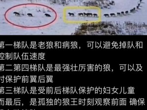 狼是否遵循一夫一妻制的生活模式？探寻狼群的社会结构之谜