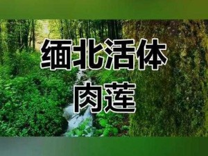 活体肉莲是割下来吗图片-什么是活体肉莲？是割下来的吗？有相关图片吗？