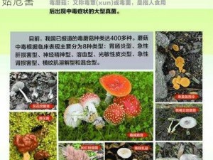 识毒识真，守护健康——警惕十二种常见毒蘑菇危害