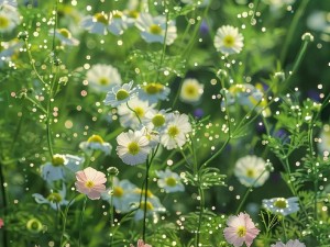 野花日本视频高清8,野花日本视频高清 8：体验不一样的视觉盛宴