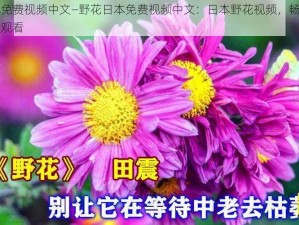 野花日本免费视频中文—野花日本免费视频中文：日本野花视频，畅享无限制免费中文观看