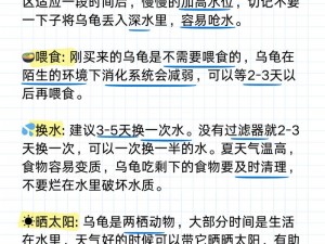 如何巧妙运用策略来打乌龟——一场实战指南