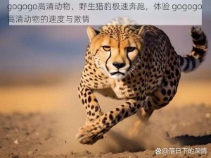 gogogo高清动物、野生猎豹极速奔跑，体验 gogogo 高清动物的速度与激情