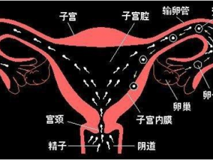 女性生理结构揭秘：女生下面突出两瓣黑色是什么？