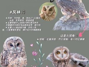 龙之国物语猫头鹰集邮活动攻略：玩转集邮游戏，探索猫头鹰的神秘世界