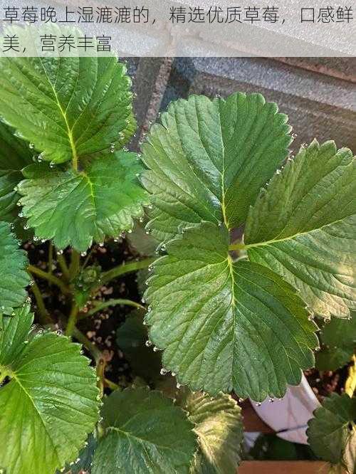 草莓晚上湿漉漉的，精选优质草莓，口感鲜美，营养丰富