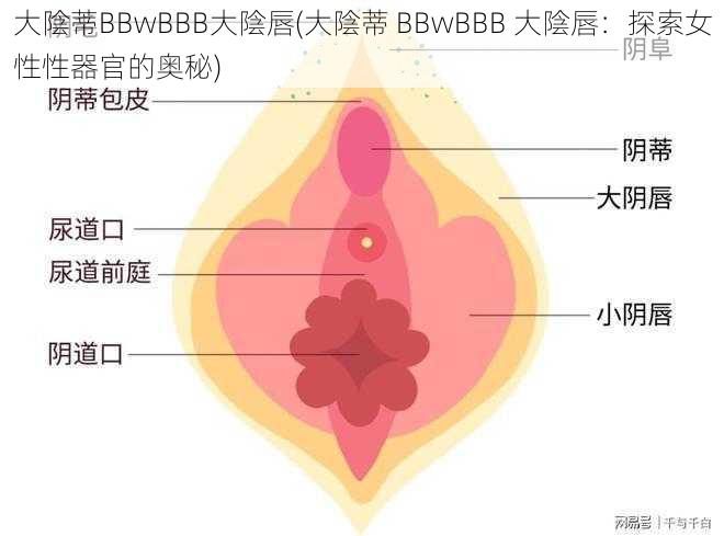 大陰蒂BBwBBB大陰唇(大陰蒂 BBwBBB 大陰唇：探索女性性器官的奥秘)