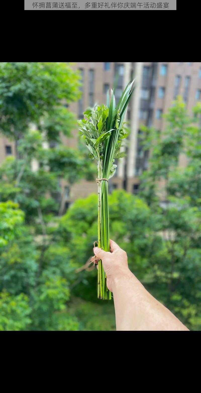 怀拥菖蒲送福至，多重好礼伴你庆端午活动盛宴