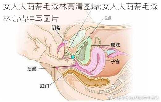 女人大荫蒂毛森林高清图片;女人大荫蒂毛森林高清特写图片