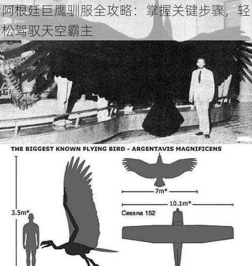 阿根廷巨鹰驯服全攻略：掌握关键步骤，轻松驾驭天空霸主