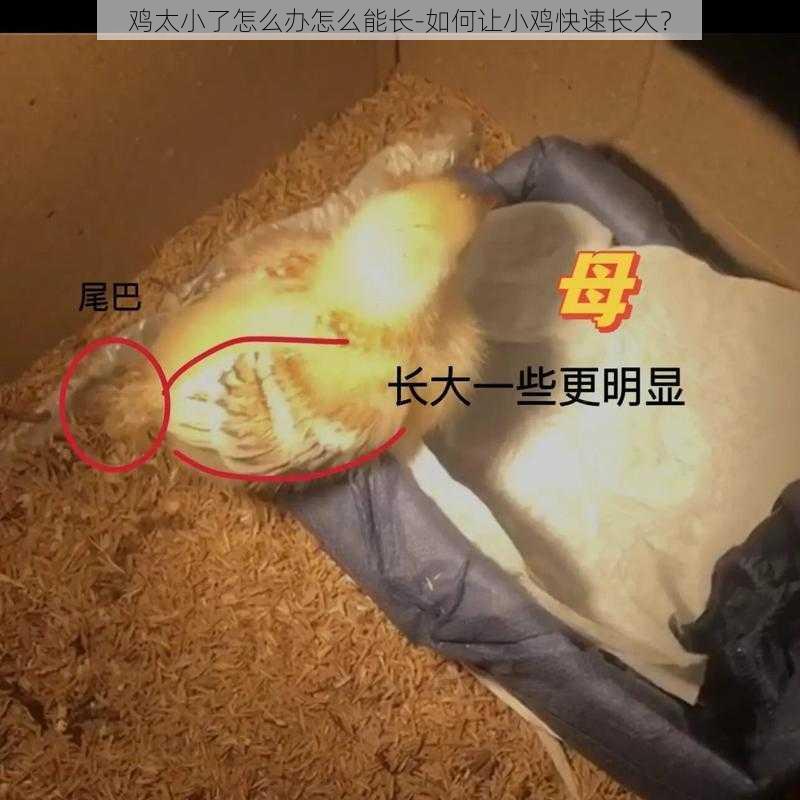 鸡太小了怎么办怎么能长-如何让小鸡快速长大？