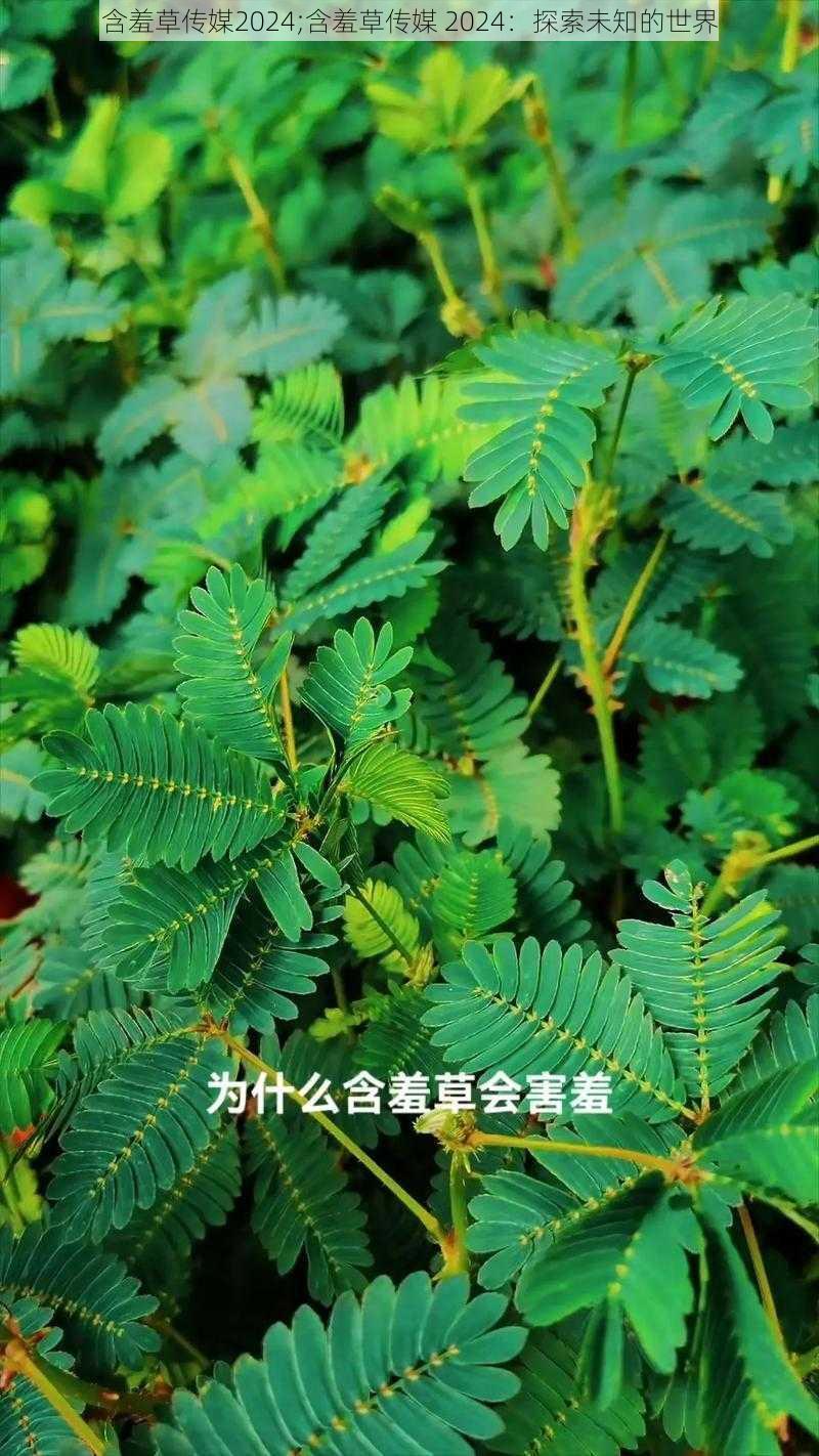 含羞草传媒2024;含羞草传媒 2024：探索未知的世界