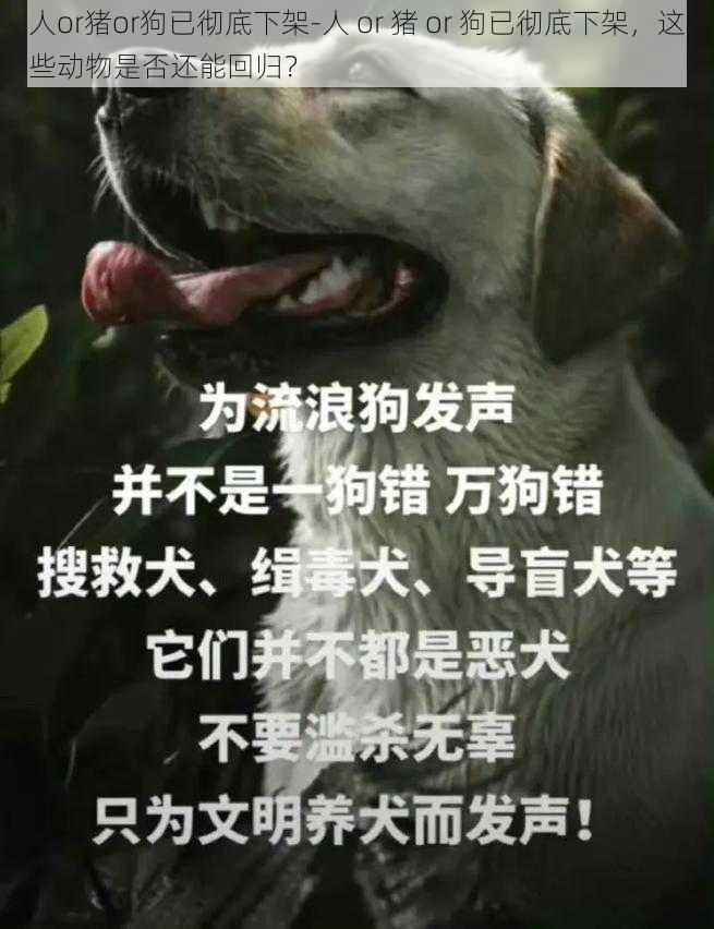 人or猪or狗已彻底下架-人 or 猪 or 狗已彻底下架，这些动物是否还能回归？