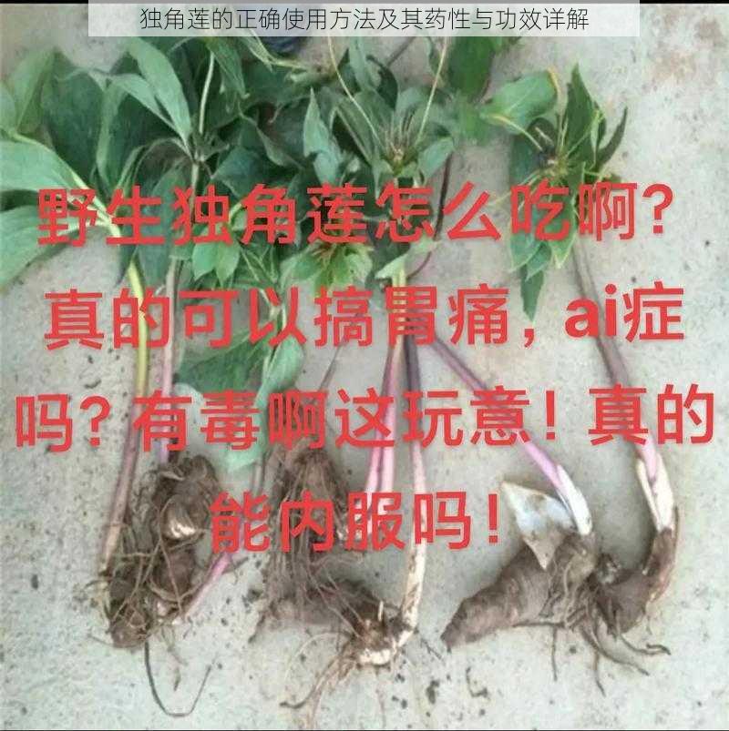 独角莲的正确使用方法及其药性与功效详解